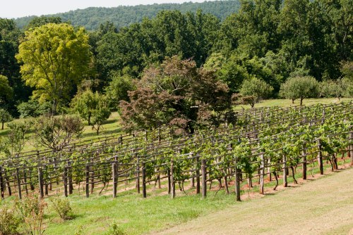 The vineyard at Monticello